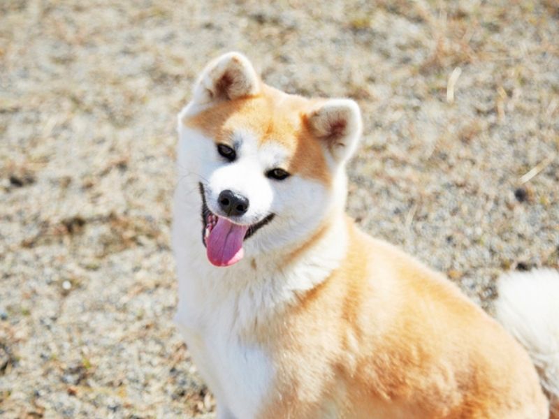 秋田犬