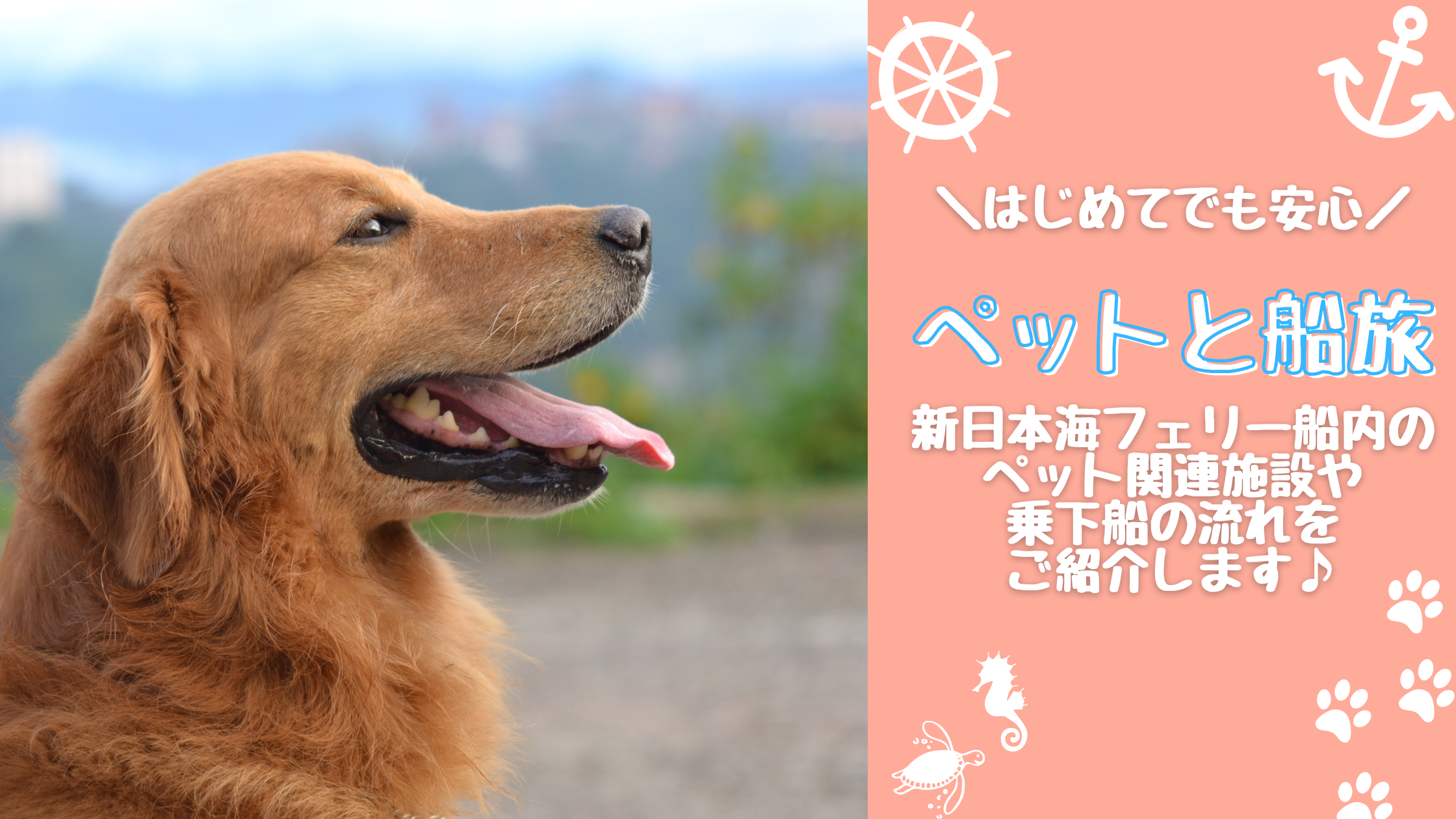 新日本海フェリーでペットと一緒に船旅へ 新日本海フェリー 舞鶴 敦賀 新潟 秋田と北海道を結ぶフェリー航路